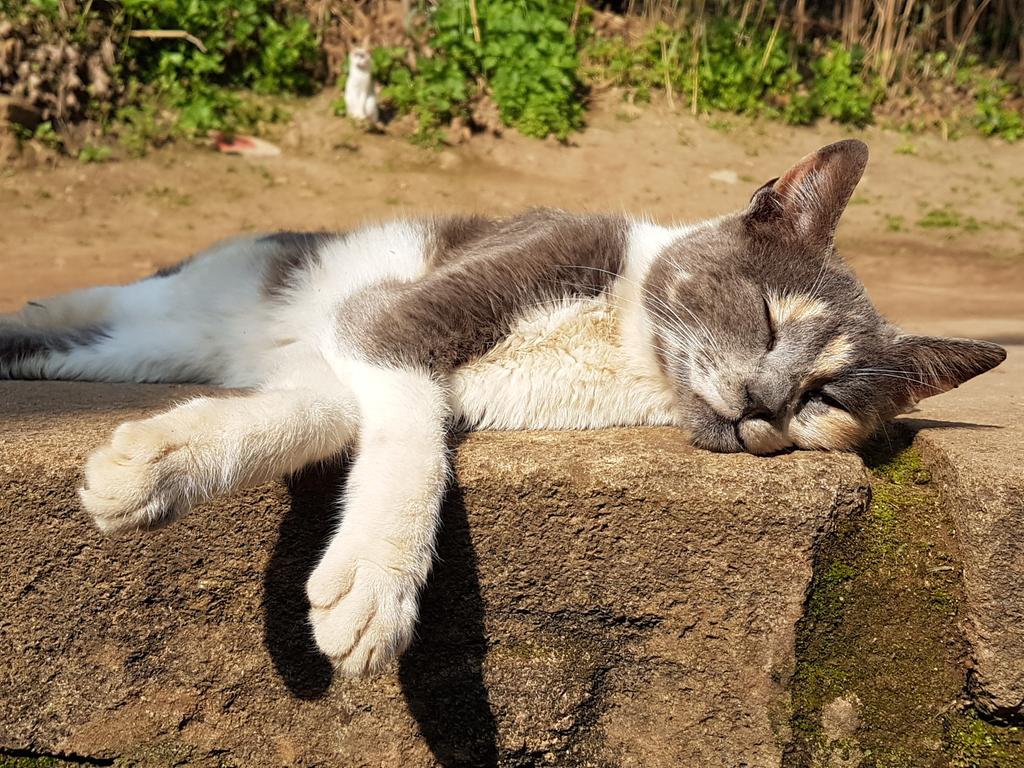 TweetsbyTashaS's tweet photo. For today only ..... #CatsofRabat #cutecats #CatsofTwitter #cats #SeemoreofMorocco #FlyRAM https://t.co/pdCtWkrk0P