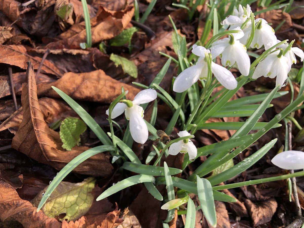 caleygrowlearn's tweet photo. The bees are out today at Green Routes enjoying some Snowdrop nectar. @caley_rchs #nearlyspringtime https://t.co/54fDexbSr6