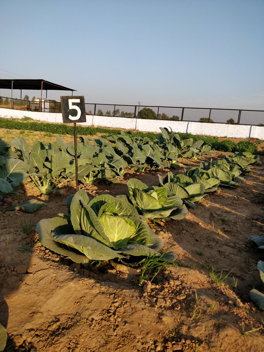 allthatgrows0's tweet photo. Here's a glimpse into our farms at AllThatGrows' #Research and Development Centre! #agriculture #MondayMotivation https://t.co/ECKspUpYRZ