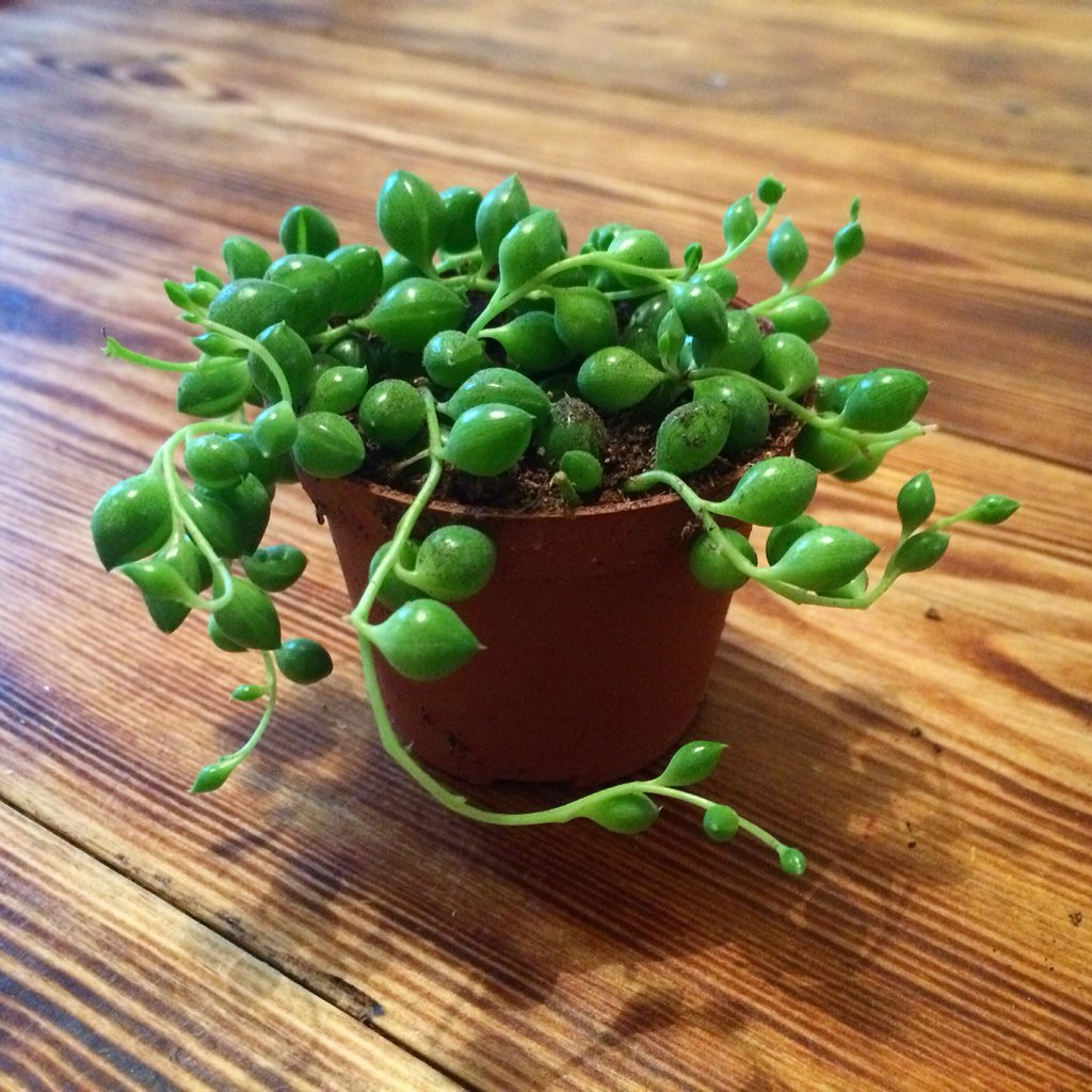 GlassGardener's tweet image. #stringofpearls back in stock theglassgardener.com/product/string…