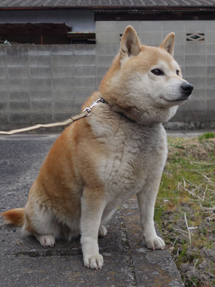 柴犬 ちゃこ すごーい かわいいー イラストの世界はなんでも出来るねぇ リアルでは超えられない魔法が有るね W