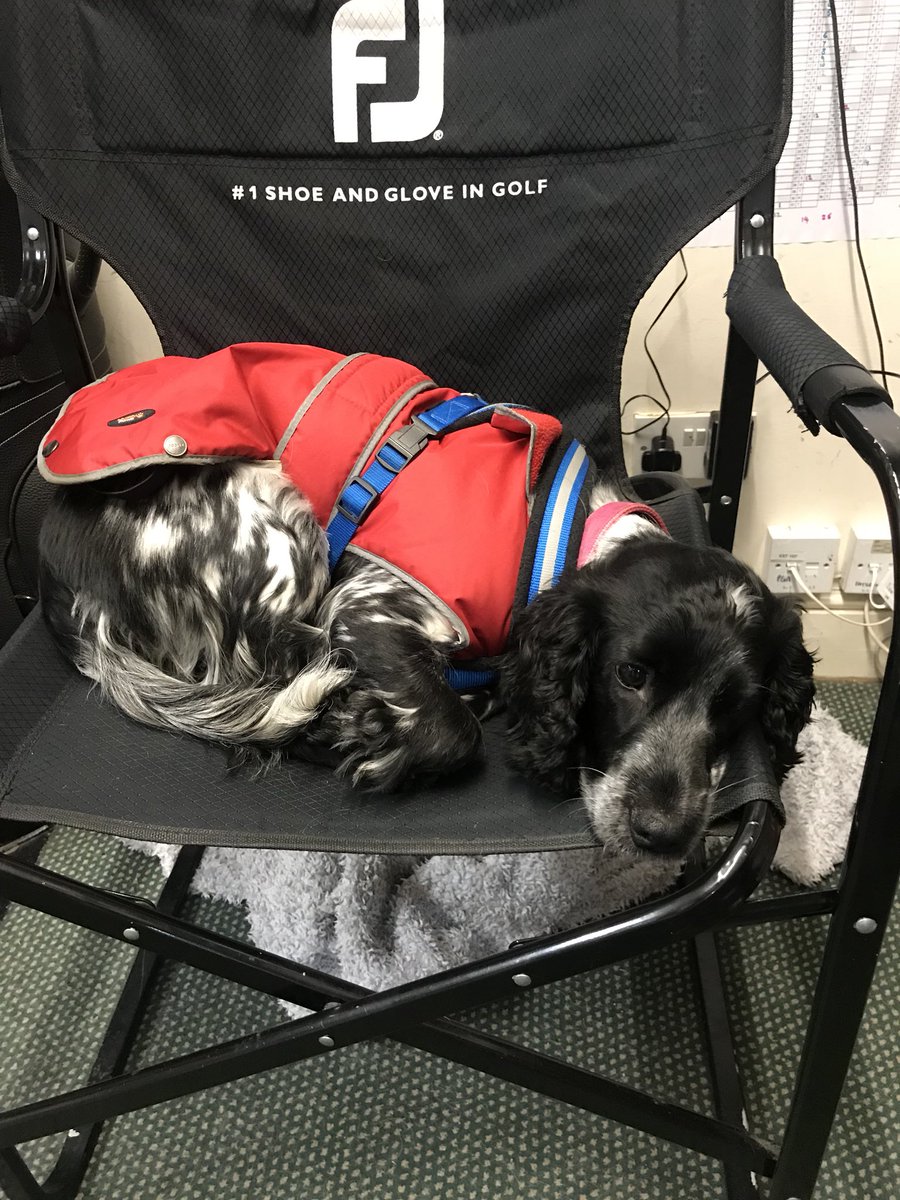 BSGCAcademy's tweet photo. Not impressed with my new assistant’s work ethic. https://t.co/ykPJyetME2