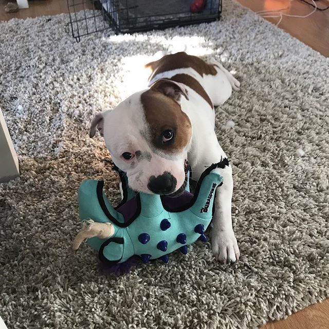 PacoStaffy's tweet photo. Stas med ny leke 🐾🦋 #moskus #playtime #fun  #staffordshirebullterrier  #paco https://t.co/bzeF75ycHS