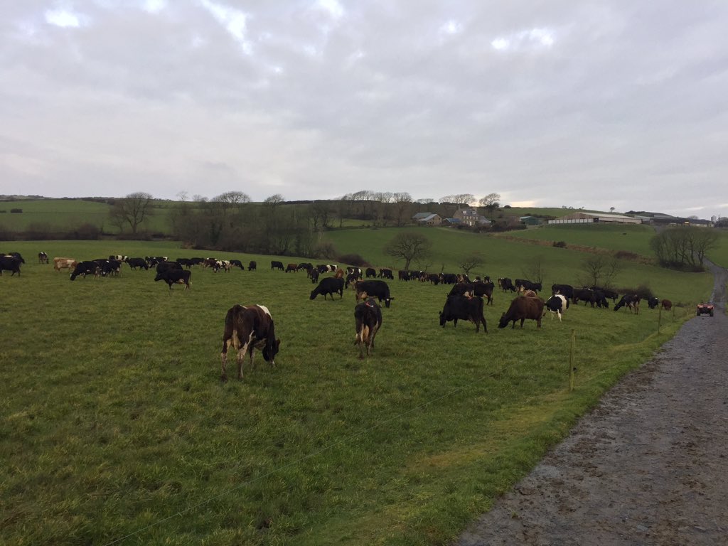 Good day, diwrnod da 👍🏻☘️🐄