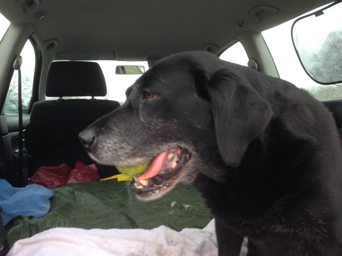 NewForestDog's tweet image. I founded it. That makes it mine now. So I takings it homes. 🎾🏡
It one of the ancient rules of we Labradorians. #MustBeObeyed #LabLaw