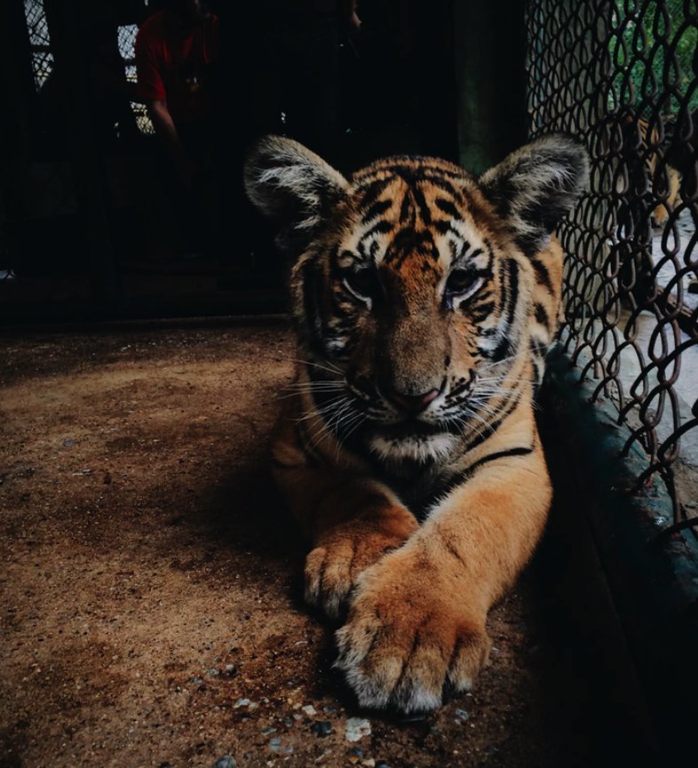 AnimalGP's tweet photo. Ningún animal debería ser privado de una vida en la naturaleza solo para que gente pueda mirarlos a través de una puerta de metal. 💔 #RetoAnimal #BuenLunes https://t.co/sQs61iEhTc