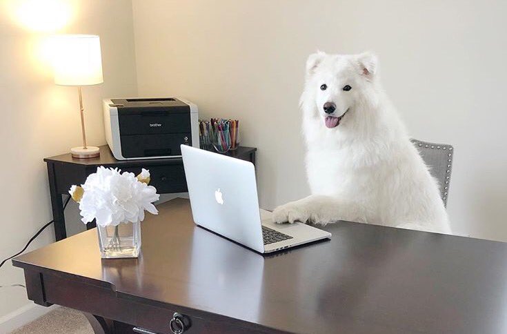 DANtheSamoyed🐶 tweet media