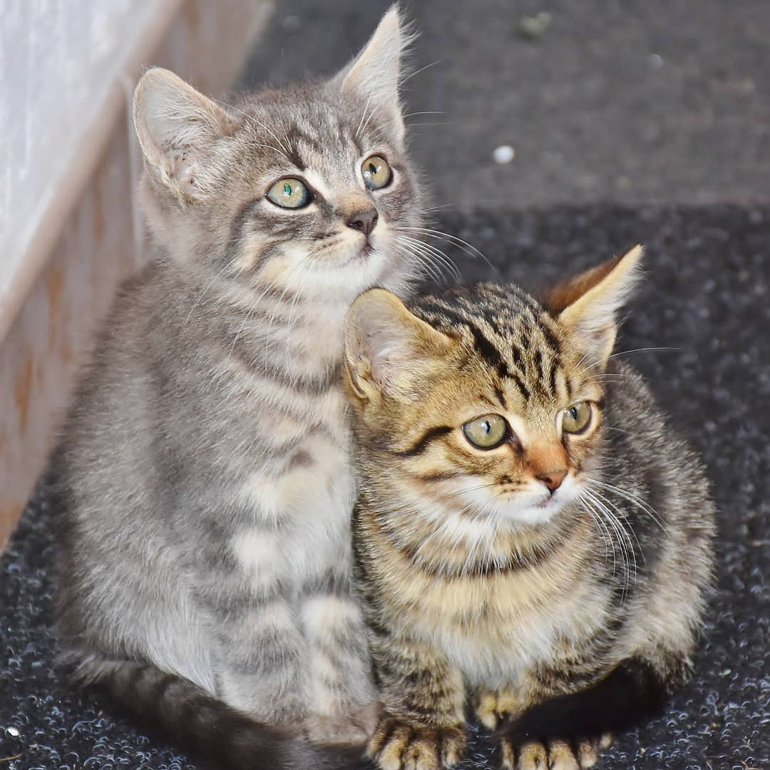 pettrends_cat's tweet photo. #cat #cats #catlover #catoftheday #catlovers #catlife #kitten #kittens #kittenplay #kittenlove #kittenlover #kittenlovers #kittenoftheday #kittenoftheweek #kittensoftheworld https://t.co/cwxKCd0Ttj