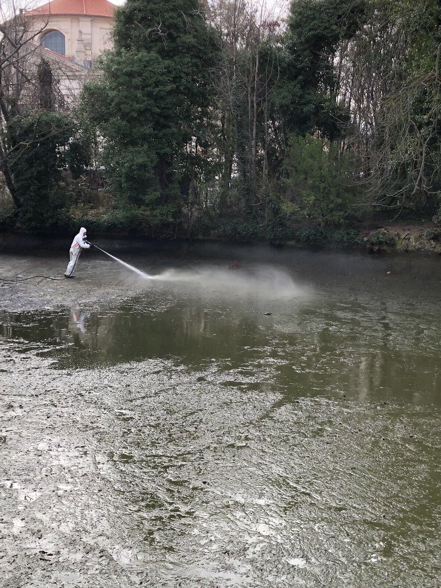 Estos días se procede a limpiar el estanque del Campo Grande #Valladolid <a href="/AyuntamientoVLL/">Ayto. de Valladolid</a>