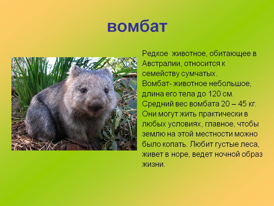 Проект животные. Доклад про животное австралии. Австралийская кенгуру квокка. Австралийская кенгуру квокка. Сообщение об уникальных животных.