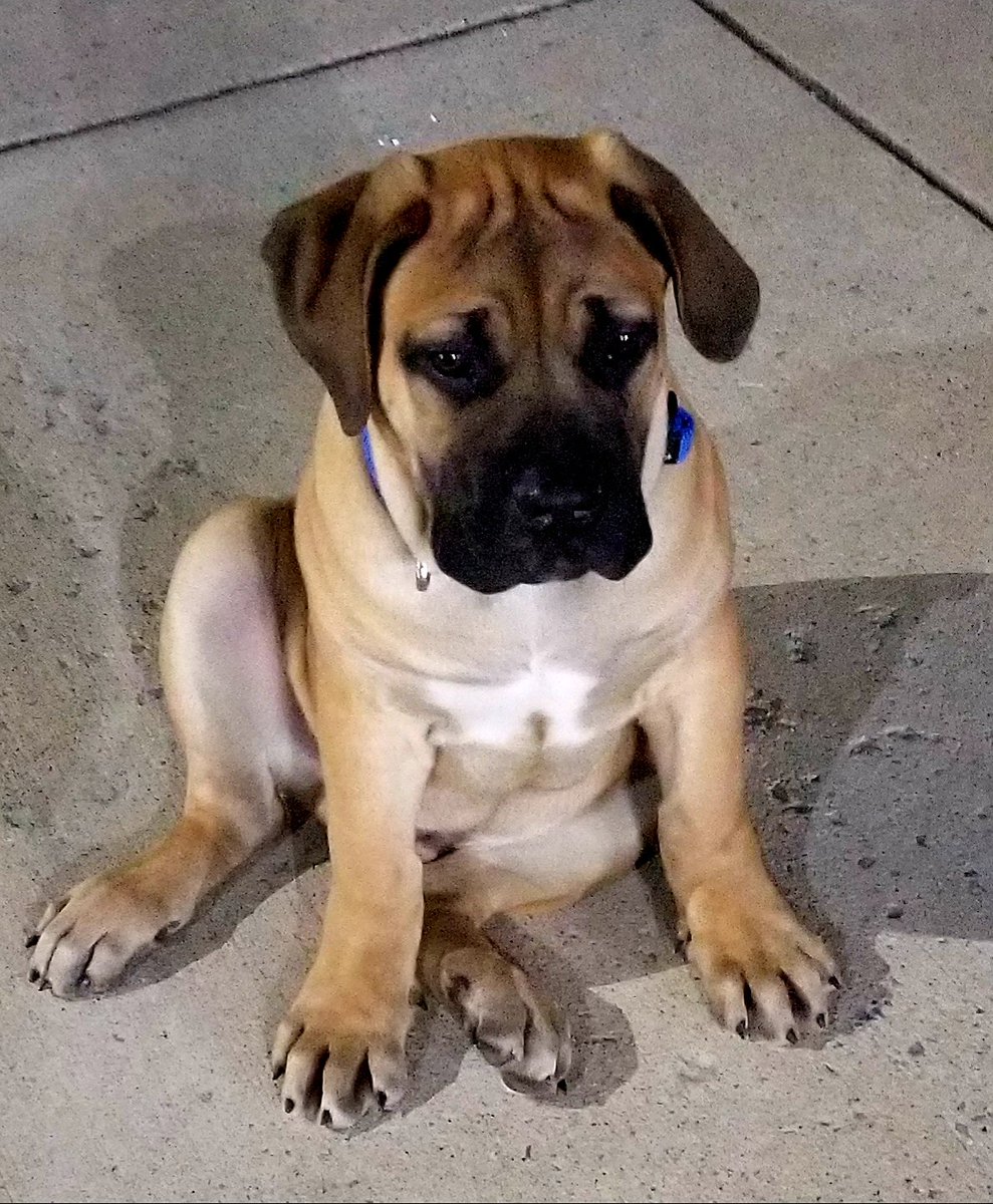 Upgraded Home Security, this is our South African Boerboel at 4 mos old