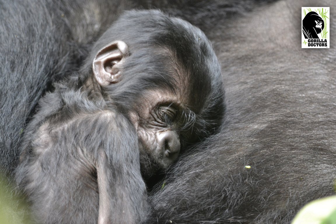 #MondayMotivation from this beautiful photo of a baby #gorilla taken by one of our Ugandan veterinarians (Dr. Ricky) during a recent health check on #Mukiza group. He is happy to report that the whole group is in relatively good health!