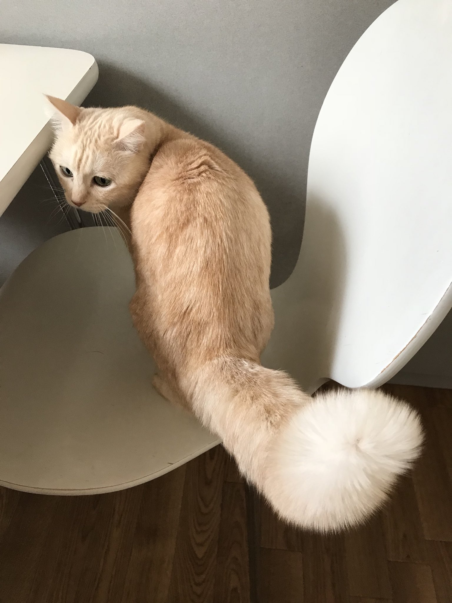 ♯Gri21BF もーっとふさふさ にゃんこ しっぽ ストラップ 全7種