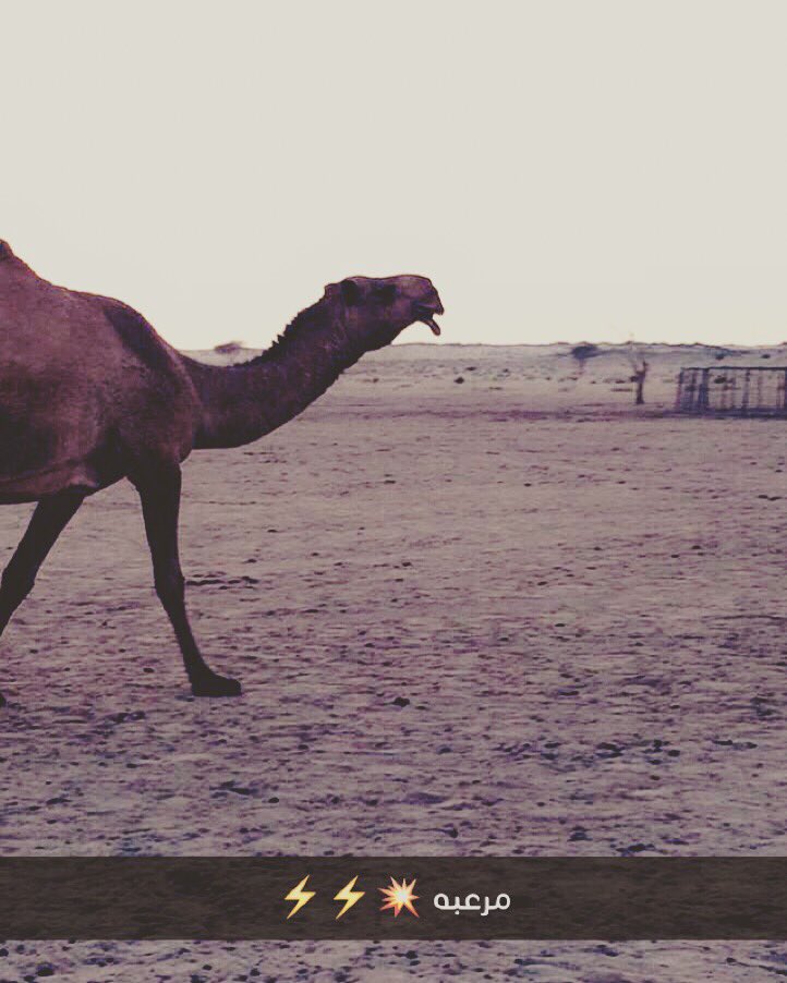 faras_tob's tweet photo. مرعبه https://t.co/hAvUCNQYqd