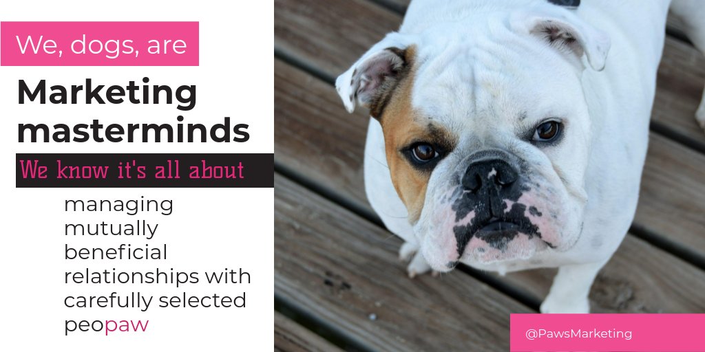 pawsmarketing's tweet photo. #Marketing is not bragging. The essence of marketing is managing relationships with your customers. Dogs know that. #marketingtips #MarketingStrategy #MarketingWisdom https://t.co/Fmvz78zWOU