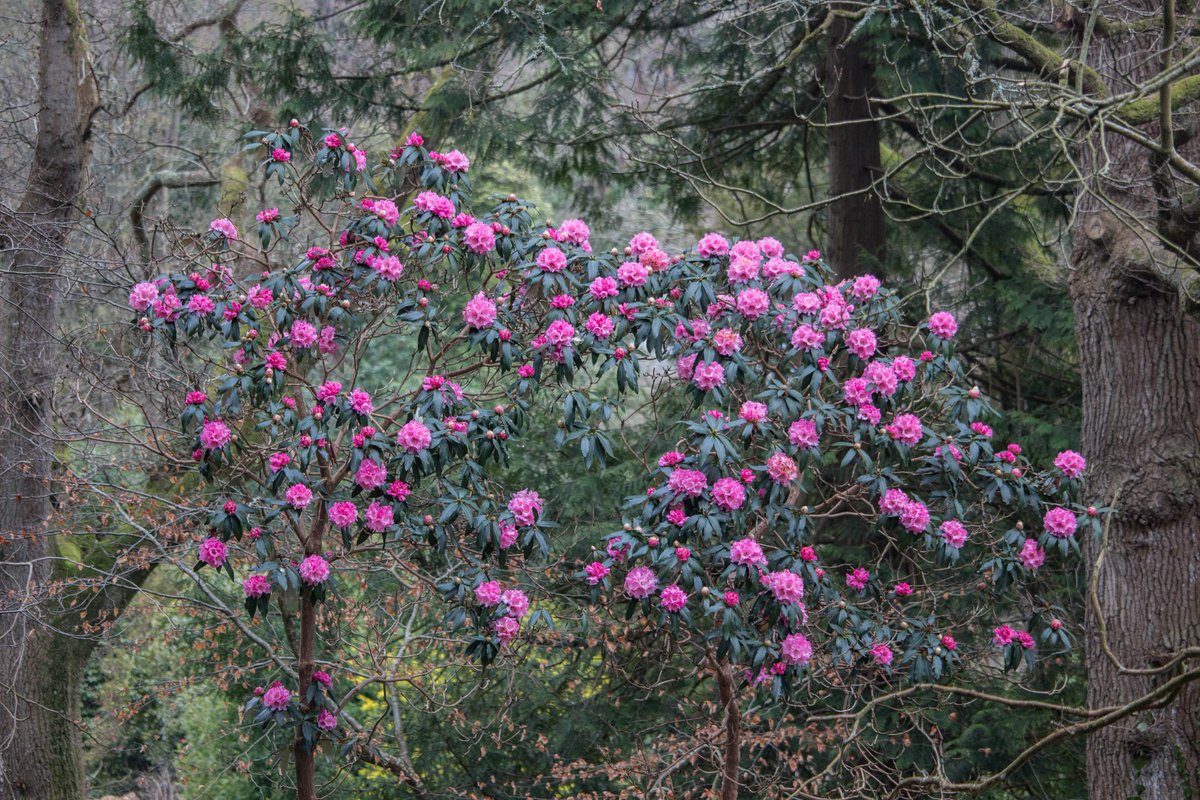 GardeningSaul's tweet photo. The first of the #Stonelands mystery Rhododendrons in full bloom today - absolute corker although brave as it was quite nippy out today #gardens #NeedsID https://t.co/CeVWaVDQZU