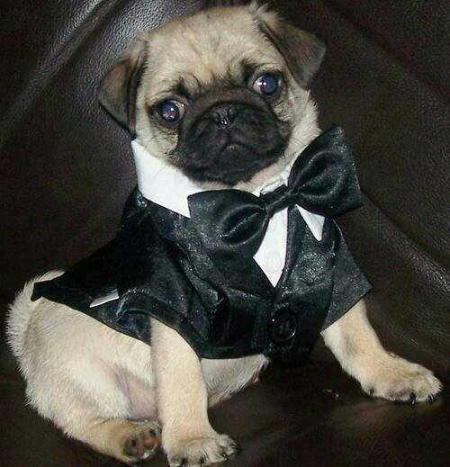 Chatham Career Development (@chathamucareers) on Twitter photo Get swagged out just like this pup- don't miss our first Dress for Success Fashion Show featuring some familiar face models you might recognize from <a href="/chathamcougar/">Chatham Athletics</a> and <a href="/hocpittsburgh/">House of Colour Pitt</a>! Tomorrow, 4pm, Mellon Board room. #swag #raffle #free #friends #food #style #chathamu Get swagged out just like this pup- don't miss our first Dress for Success Fashion Show featuring some familiar face models you might recognize from <a href="/chathamcougar/">Chatham Athletics</a> and <a href="/hocpittsburgh/">House of Colour Pitt</a>! Tomorrow, 4pm, Mellon Board room. #swag #raffle #free #friends #food #style #chathamu
