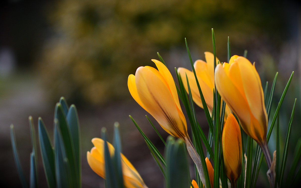 yourlocalbury's tweet photo. Now the weather is coming nicer, it is a great time to start preparing your garden ...
https://t.co/x1j3vo7gFI
#gardening #gardeningtips #spring #springgardentips #springgarden https://t.co/duQemuNefx
