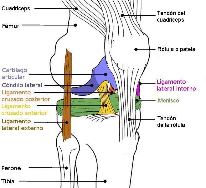 osteosur's tweet photo. Anatomía básica del sistema estabilizador de la #rodilla #Fisioterapia #Osteopatía  #anatomia https://t.co/dOGPMWLVlG