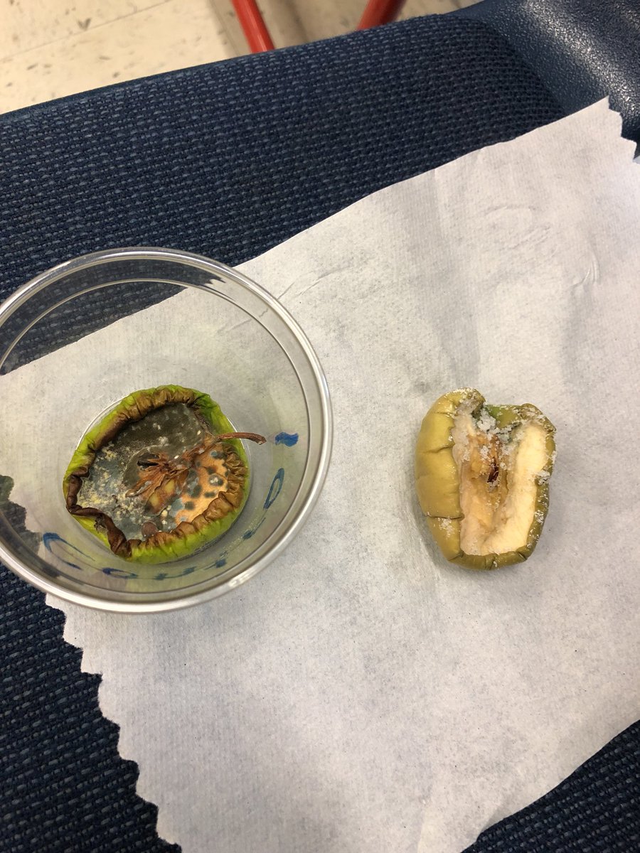 Carla Ryan tweet media