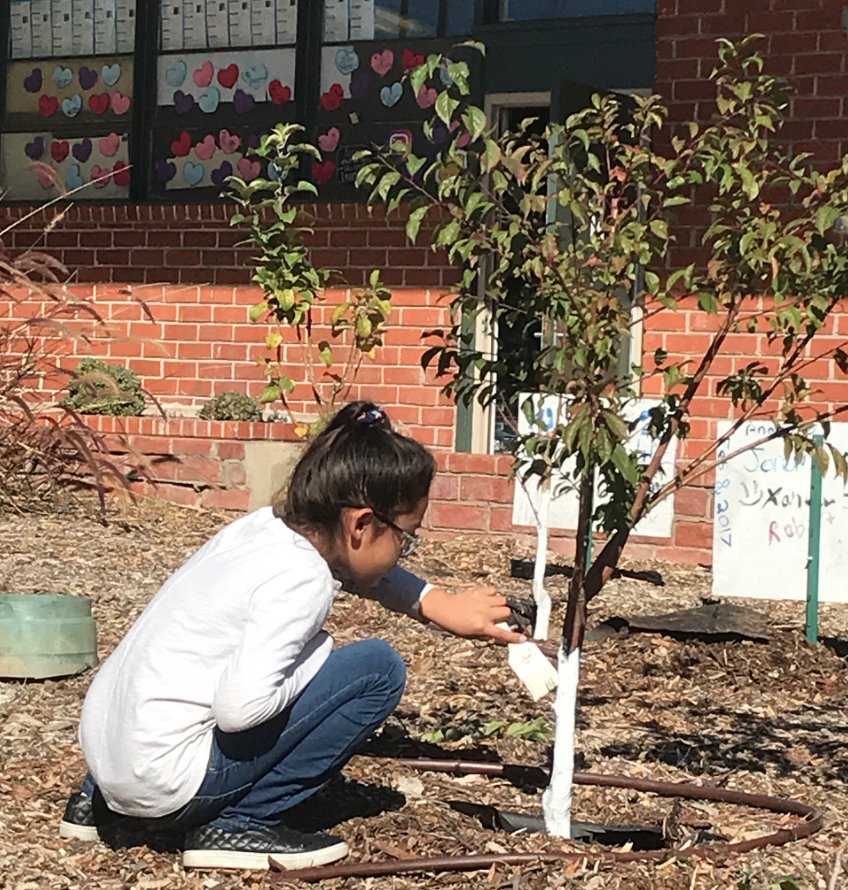 Common_Vision_'s tweet photo. Talk about girl power! The Flower Power Club at Laurel School worked alongside us in their 1 year old orchard to paint + fertilize the trees, + learned about what the trees will need in the future so they can keep caring for them. 🌸💪🌸 #CommonVision #GiveBack #LaurelLeopards https://t.co/SygdM3li3O