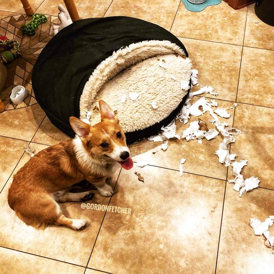 'I had a lot of fun while you were out.'

#corgi #baddog #PuppyProblems #shredded #dogs #messy #KitchenCleanup #dogsoftwitter #cute