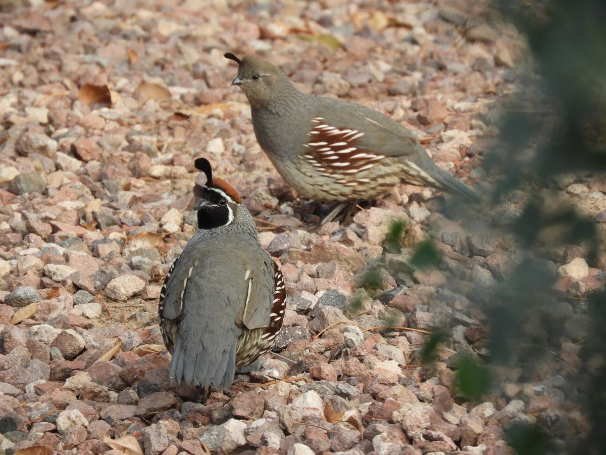 _ArizonaAdam's tweet image. Who’s ready for #Quail season already? #quailhunting #aaoutdoors