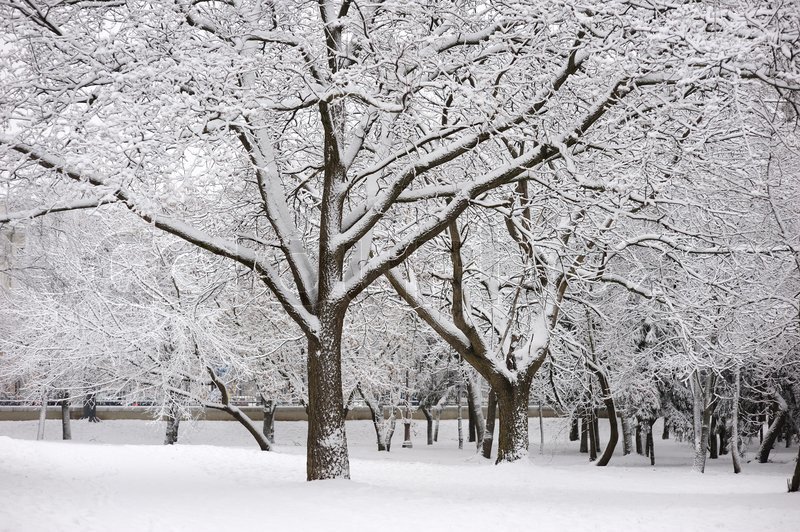 Franz Kafka: Pohon-Pohon
Kita ini spt batang-batang pohon di salju. Mereka teronggok mengilat dan orang bisa merobohkan, hanya dengan sedikit dorongan. Tidak, orang tak bisa melakukan, karena batang-batang itu  tertancap kuat dengan tanah. Tapi tampaknya, bahkan ya hanya spt itu.