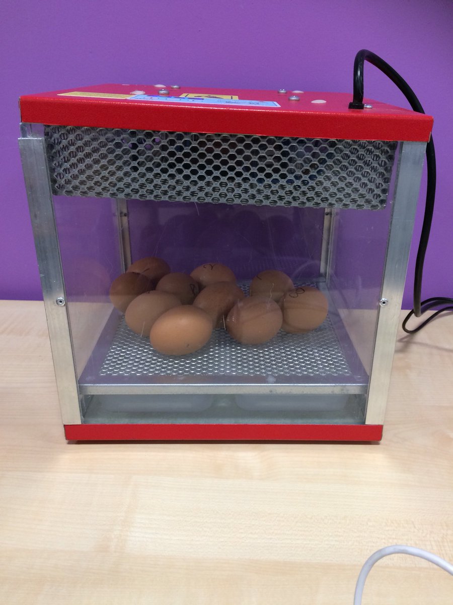 HM_Matty's tweet image. The countdown has started for the new arrivals in y1 @edgewickprimary 🐣🐥🐣
