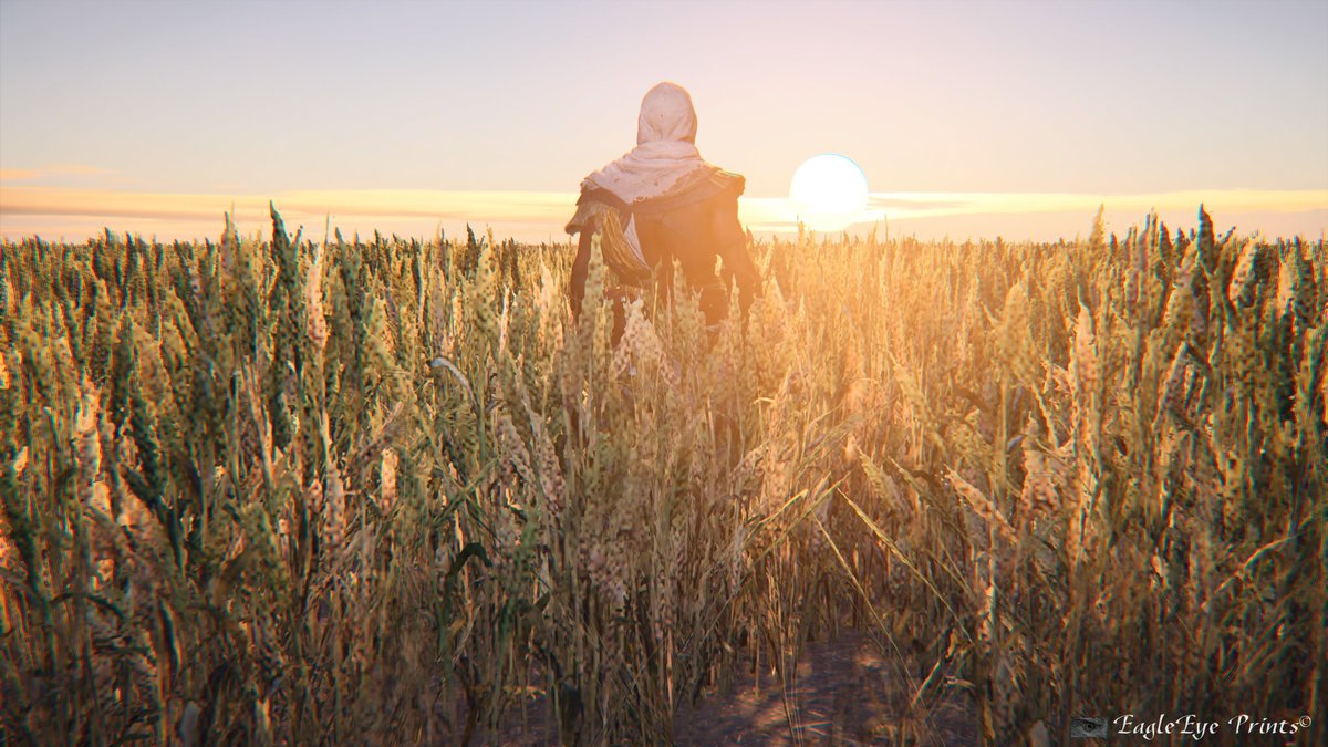 EagleEyePrints's tweet photo. The field of reeds. #AssassinsCreed #AssassinsCreedOrigins #acorigins @assassinscreed @UbiSoft #ps4 #ps4share #ps4blog #field #bayekofsiwa #sundown #bayek #fieldofreeds #Egypt #videogamephotography #photomode #gaming #assassins #Ubisoft https://t.co/3mzRC7QmKo