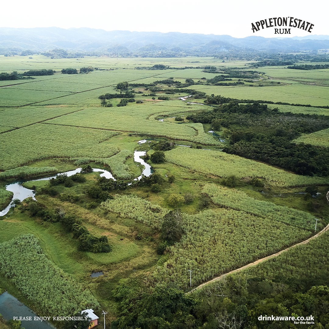 AppletonRumUK's tweet photo. Since 1749 all Appleton Estate rum has been produced with a passion for rum and a love of the land from which it is produced. #AppletonEstate #Rum #JamaicaRum #GoldenRum #Jamaica #Jamaican #JamaicaLandWeLove #Ja #sugarcane #sugarcanefields #BarrellAging #Distilling https://t.co/KU6fYx0Tre