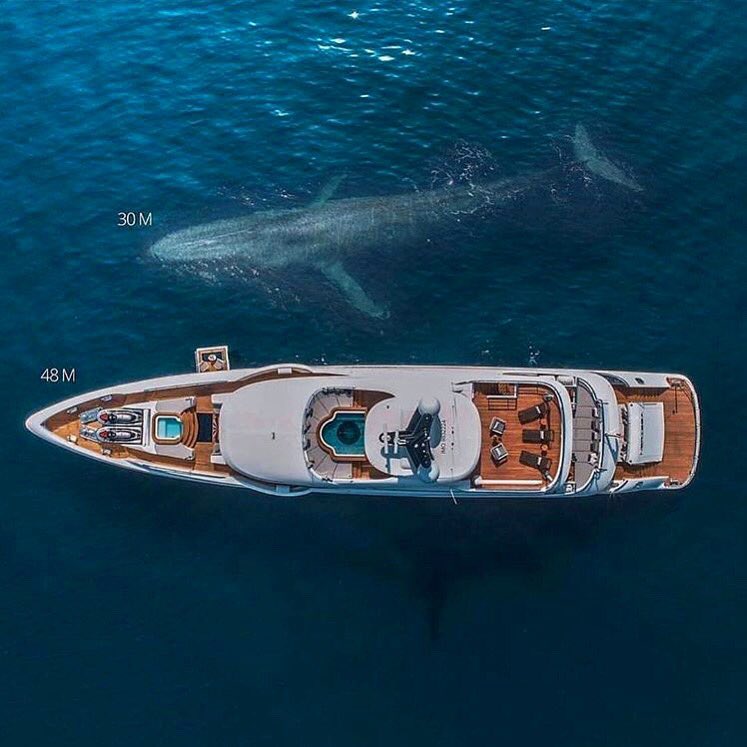 48m Bilgin yacht VS 30m 🐋 
#perspective #saturday #saturdaysun #mood #weekend #weekendvibes  #whale #bilginyachts #bilgin #repost #ocean #sea #sealife #yachtcharter
#yachtdesign #yachting #yachtworld #yachts #yachtinglifestyle #saltlife  #shipyard #motoryacht  #superyacht