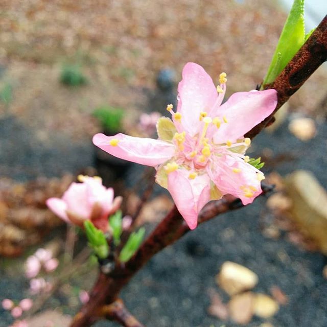 _Slainte_'s tweet photo. One of the beautiful peach flowers blooming on my tree. Hopefully I'll get to eat one this year. :)
.
.
.
#nofilter #peaches #peachtree #foodblogger #foodie #gardensnotlawns #spring #home #overdrinks #sunrise2sunset #eatlocal #growyourfood #atlfoodie #ch… https://t.co/DjzZMx0KXc https://t.co/aNVDqBsw0n