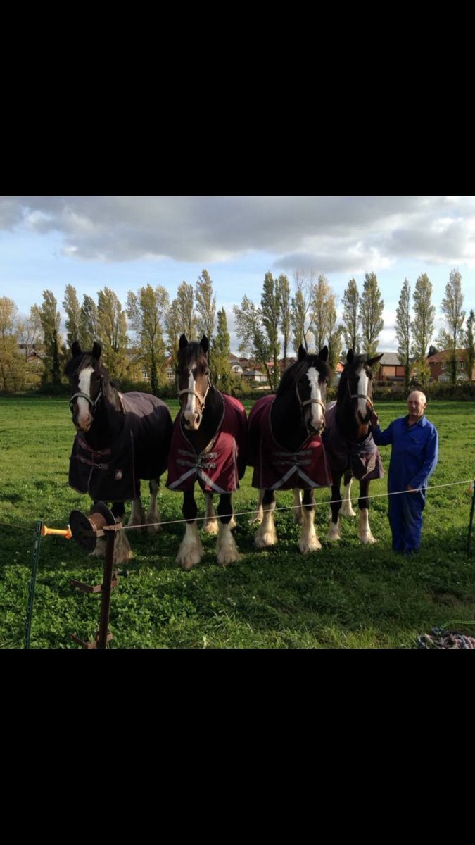 Soon be time to get these in the show ring!!!!!