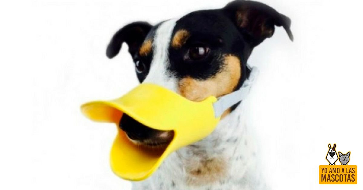 Los 5 bozales más originales para tu #perro buff.ly/2EY5moR