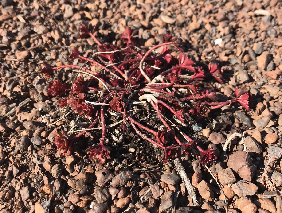 KSU_GreenRoofs's tweet image. Check out some of the beautiful colors we are seeing on the #APDesign #GreenRoof.