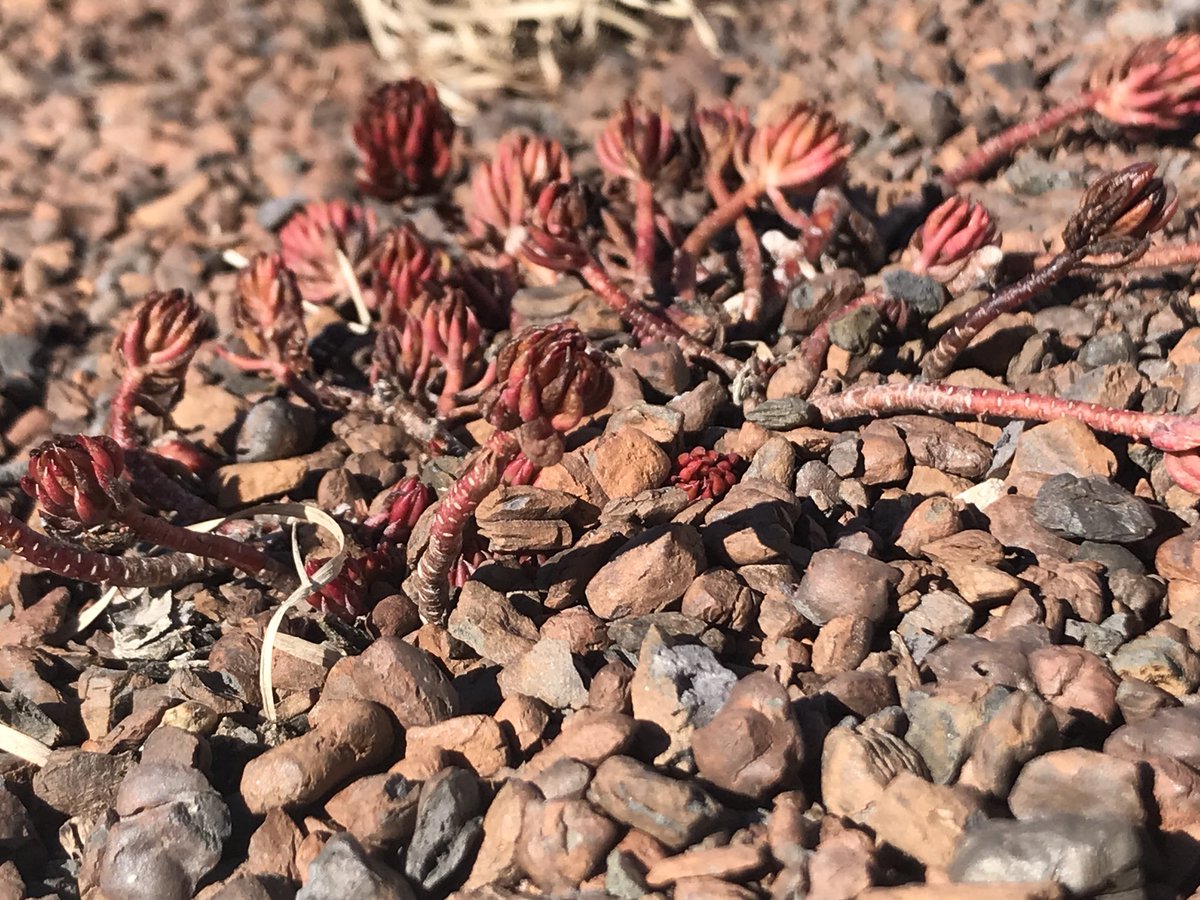 KSU_GreenRoofs's tweet image. Check out some of the beautiful colors we are seeing on the #APDesign #GreenRoof.