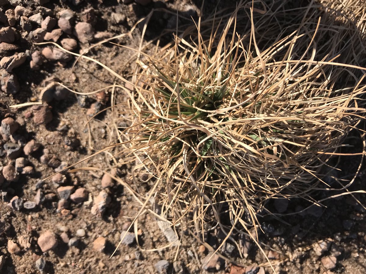 KSU_GreenRoofs's tweet image. Check out some of the beautiful colors we are seeing on the #APDesign #GreenRoof.