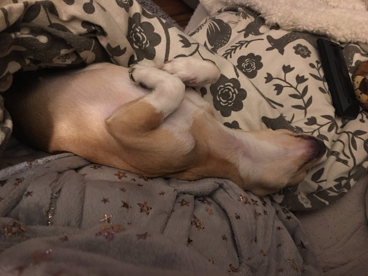 kipperchichi's tweet photo. Snoozing chichi https://t.co/2Vb2xCxNDc