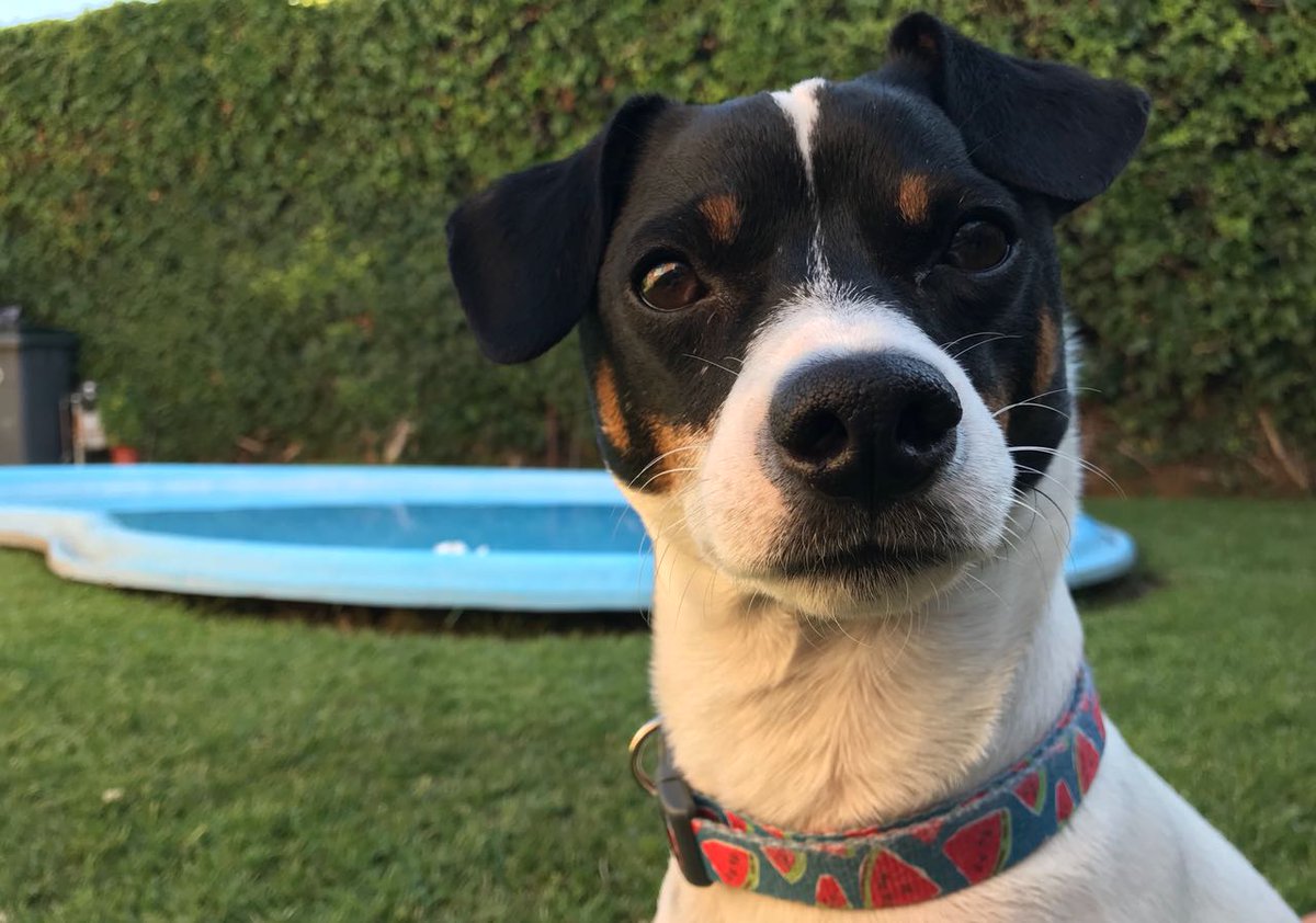 MarcaChile's tweet photo. ¿Sabías que el #TerrierChileno es una de las 2 razas de perro propias de nuestro país?  ¡Hoy se celebra el día del Terrier Chileno! 🐶 https://t.co/yguVPHVVzJ