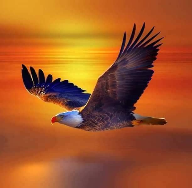 I come from the land of eagles Albania🇦🇱