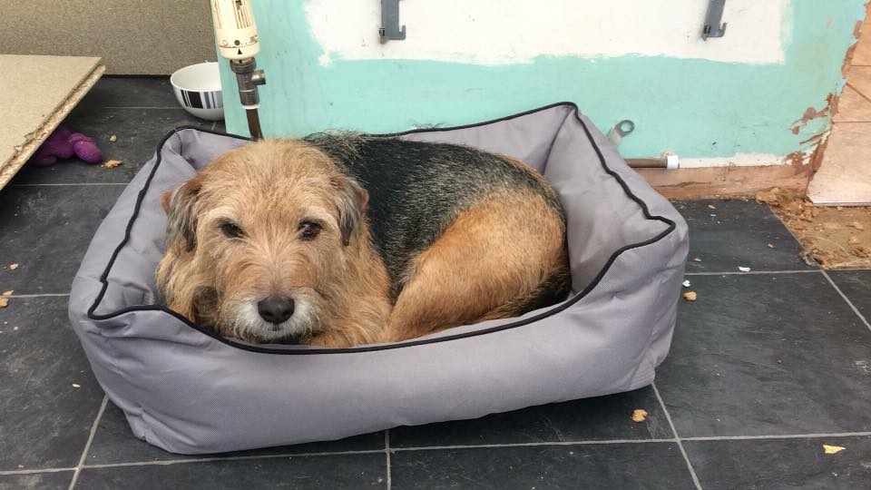 The_Animal_Team's tweet photo. DOES ANYONE RECOGNISE THIS DOG? HAVE YOU HAD ONE LIKE THIS STOLEN? https://t.co/lyJp3GEQma https://t.co/k4Bz2lUCJL