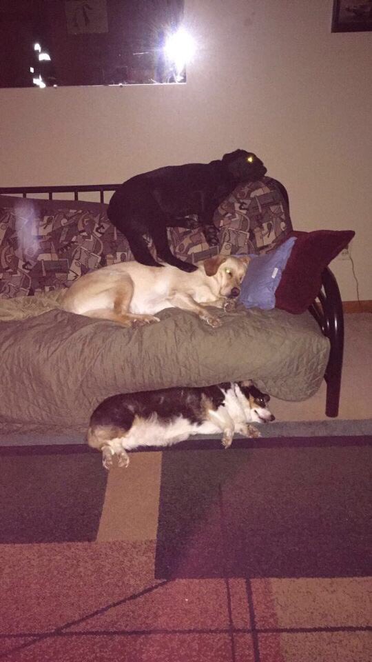 Deephs4Dogs tweet picture