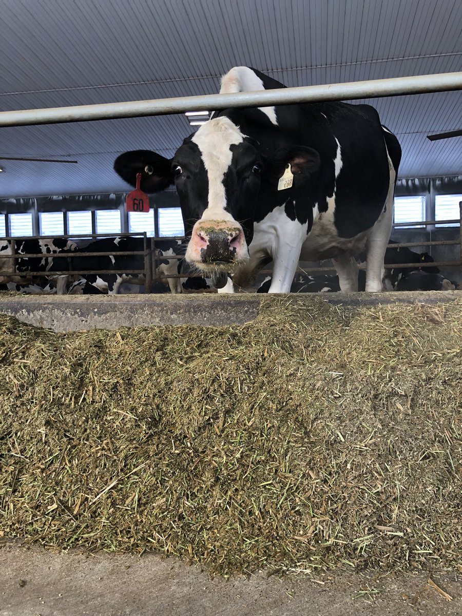 FarmBoyProd's tweet photo. 3 Provinces (#Alberta, #Saskatchewan, and #Winnipeg) - 4 #DairyFarm Visits - 1 crazy week
@HolsteinCanada #MasterBreeder #Video interviews are complete! Time to get #editing!! #iworkinag #cdnag https://t.co/RzlrgPu4Kl