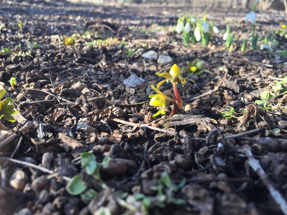 Ed Curran (@edcurran) on Twitter photo Signs of Spring <a href="/CantignyPark/">CantignyPark</a> in Wheaton. Meteorological Spring arrives on Thursday! I’m out here with the <a href="/cbschicago/">CBS Chicago</a> Mobile Weather Lab. Signs of Spring <a href="/CantignyPark/">CantignyPark</a> in Wheaton. Meteorological Spring arrives on Thursday! I’m out here with the <a href="/cbschicago/">CBS Chicago</a> Mobile Weather Lab.