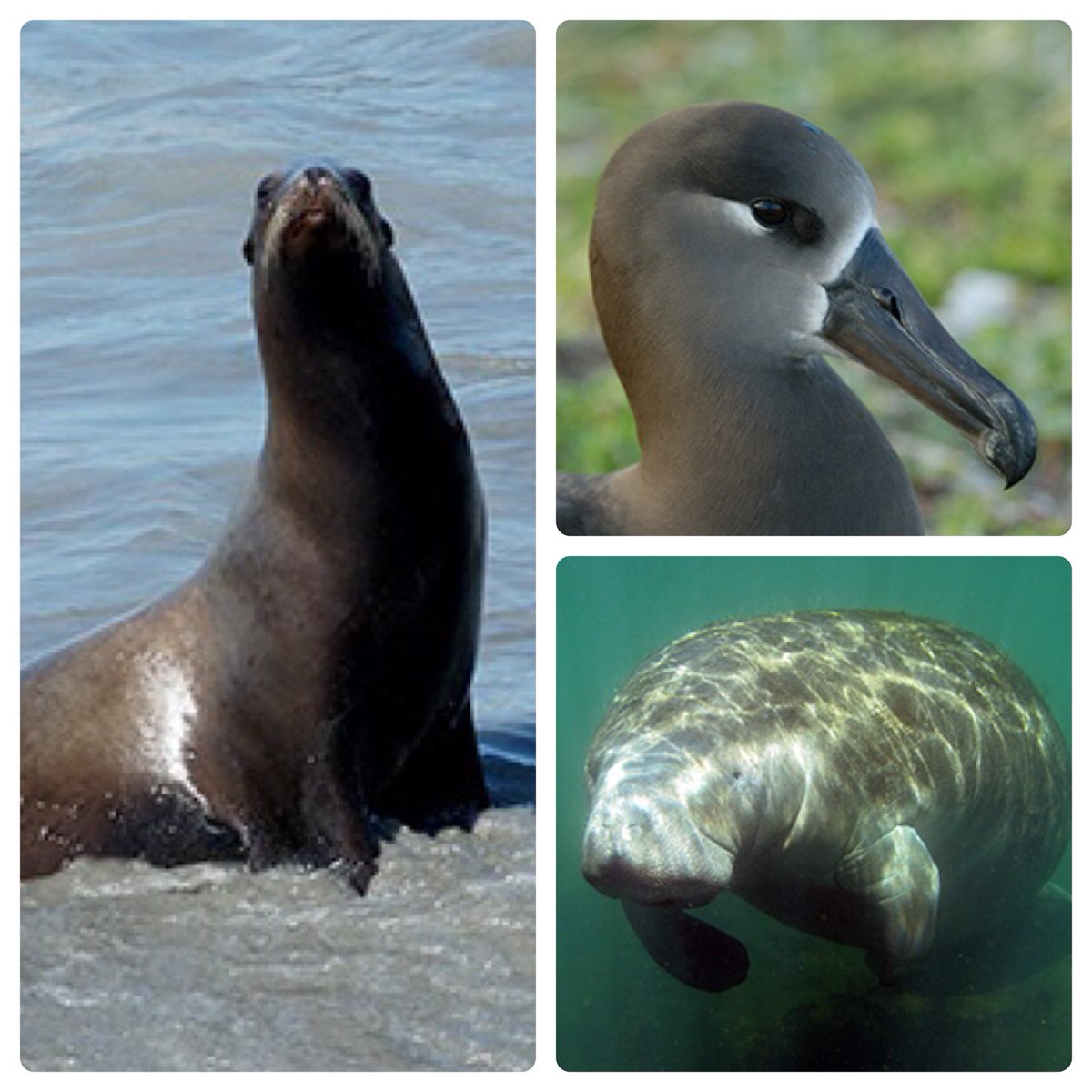 photos of seal, bird and manatee