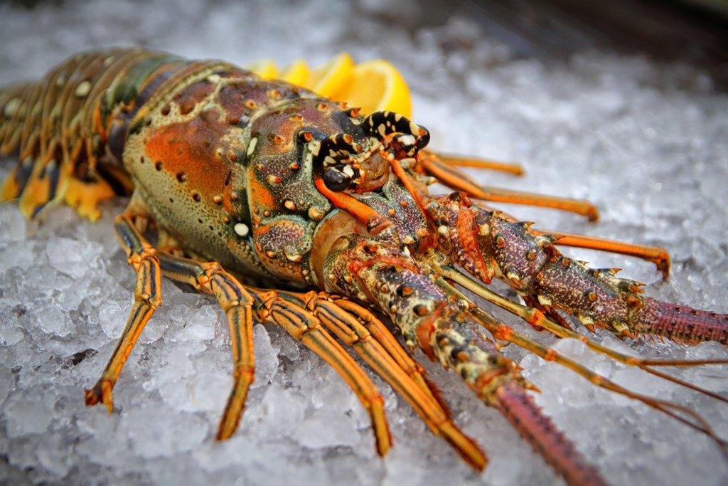 threehandsfish's tweet photo. Good afternoon, THF community! Today we're stocked with Mutton, Yellowtail, Mangrove, Red Snappers, Cobia, Blackfin Tuna and Red Grouper! We've also got a great selection of live Lobsters for $18.75/lb.

Check out the market today for your Key West fresh fish! https://t.co/LoHibW9Zua