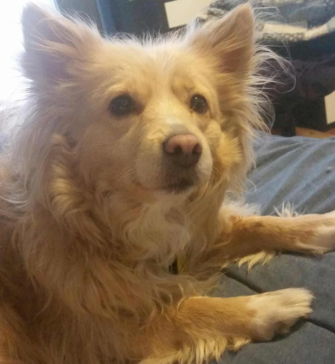 emergencygrace's tweet photo. Dog Staring after Master https://t.co/NmUb6aPNbQ