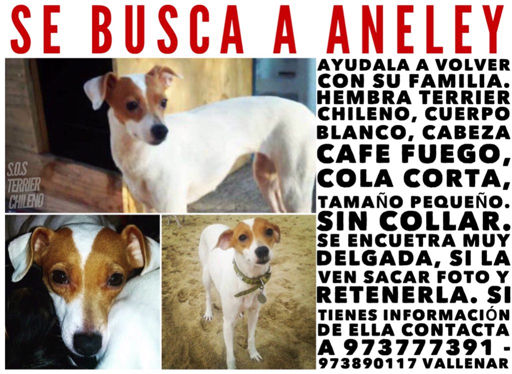 Terrier_Chileno's tweet photo. Aneley sigue perdida, hembra #TerrierChileno desde el 4 de Diciembre. La han visto cerca del centro de #Vallenar. Por favor compartir @lostpets_cl @SOS_Animales @SOSMascotasChl @amigavallenarfm @vallenar @mivallenar @TonkaTP @BuscandoSuPerro @perdiamimascota https://t.co/Fn9rSJu83r
