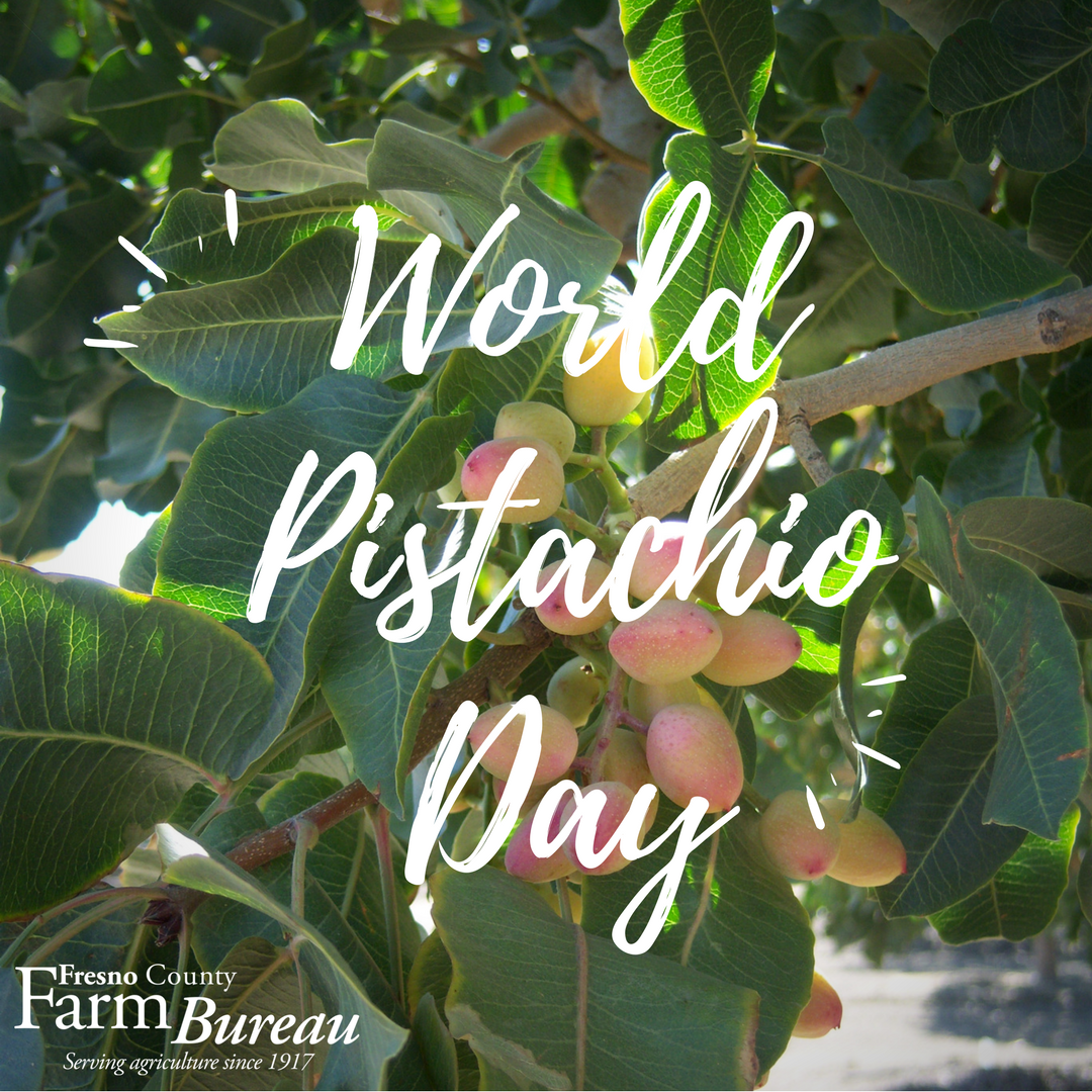 Happy #WorldPistachioDay! Did you know that #California #pistachio growers produce more than one-third of the world's total crop? #themoreyouknow #californiagrown #healthyeating #healthysnacking #fcfb #cfbf #afbf #farmbureau